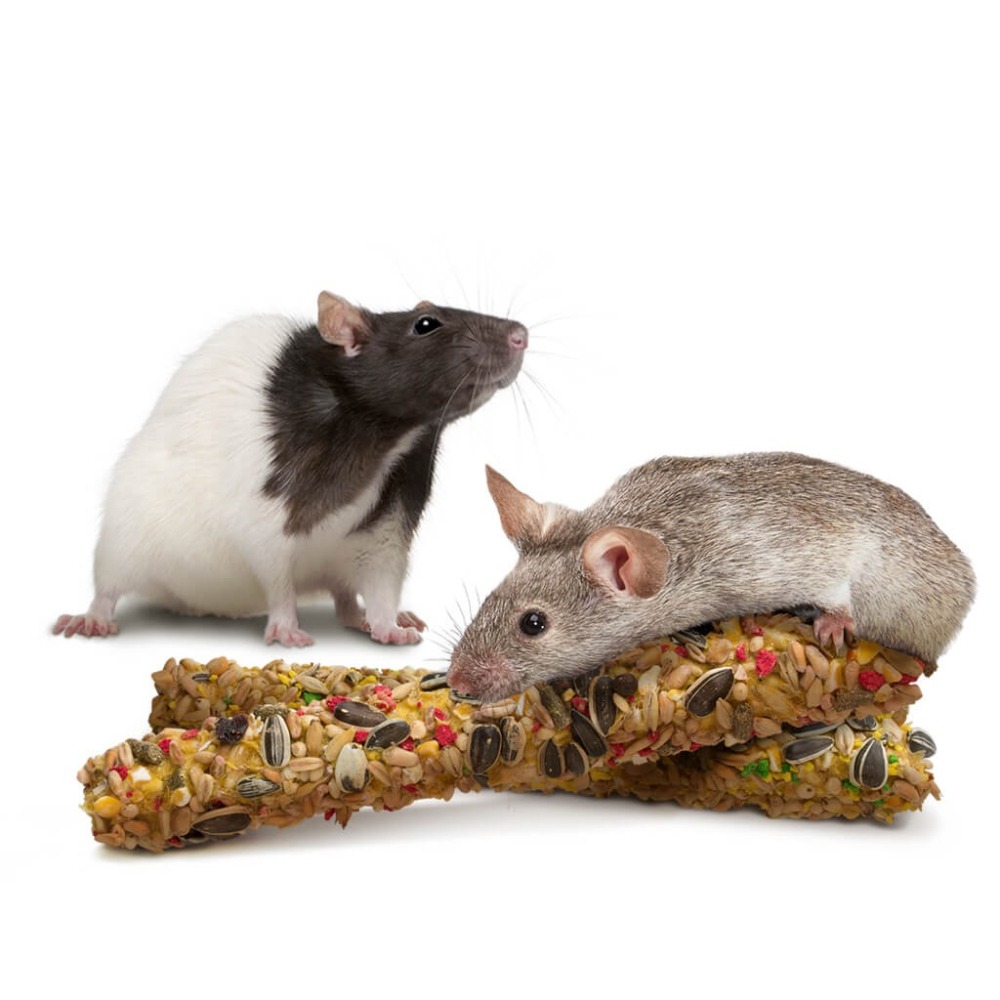 Little One 小動物點心草草棒 蔬菜棒 堅果點心棒 漿果點心棒 水果棒 花草棒 鼠 兔 龍貓-細節圖4