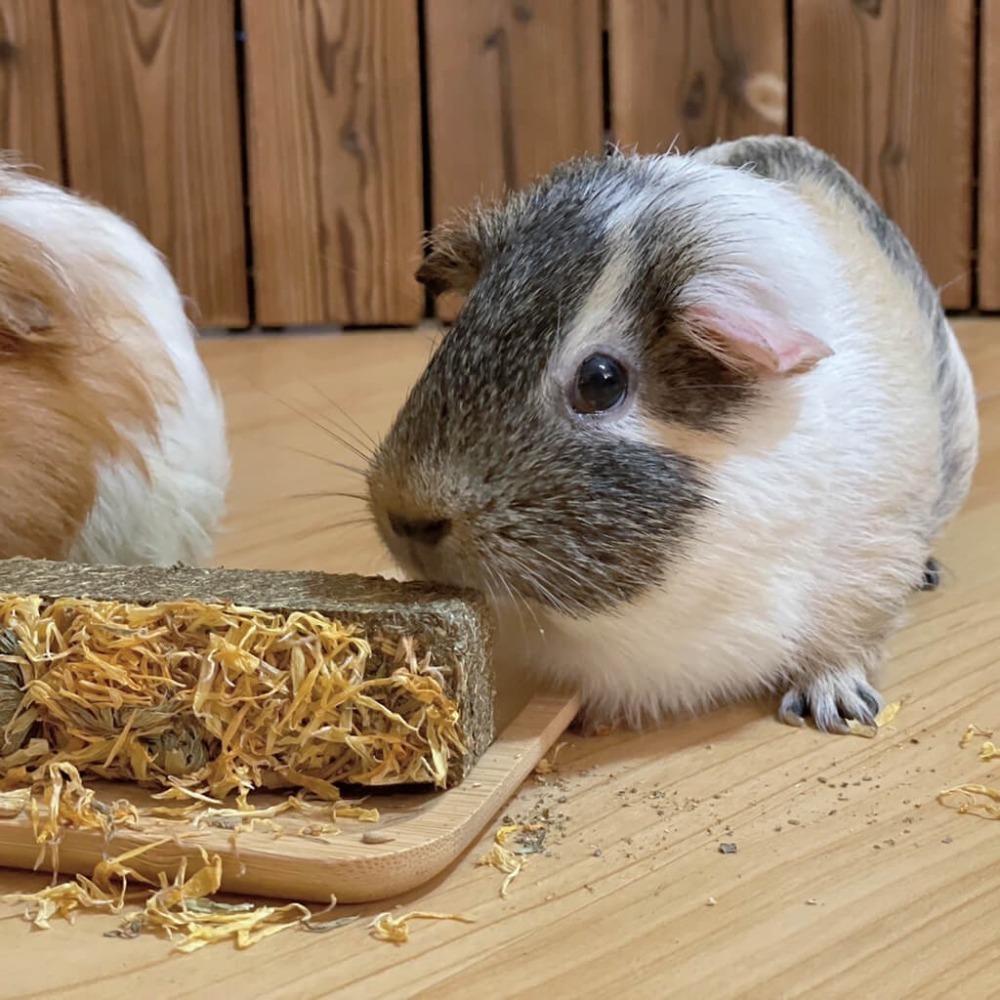 德國 Little ONE 零食玩具小花園 85g*9(盒)/單條85g-細節圖7