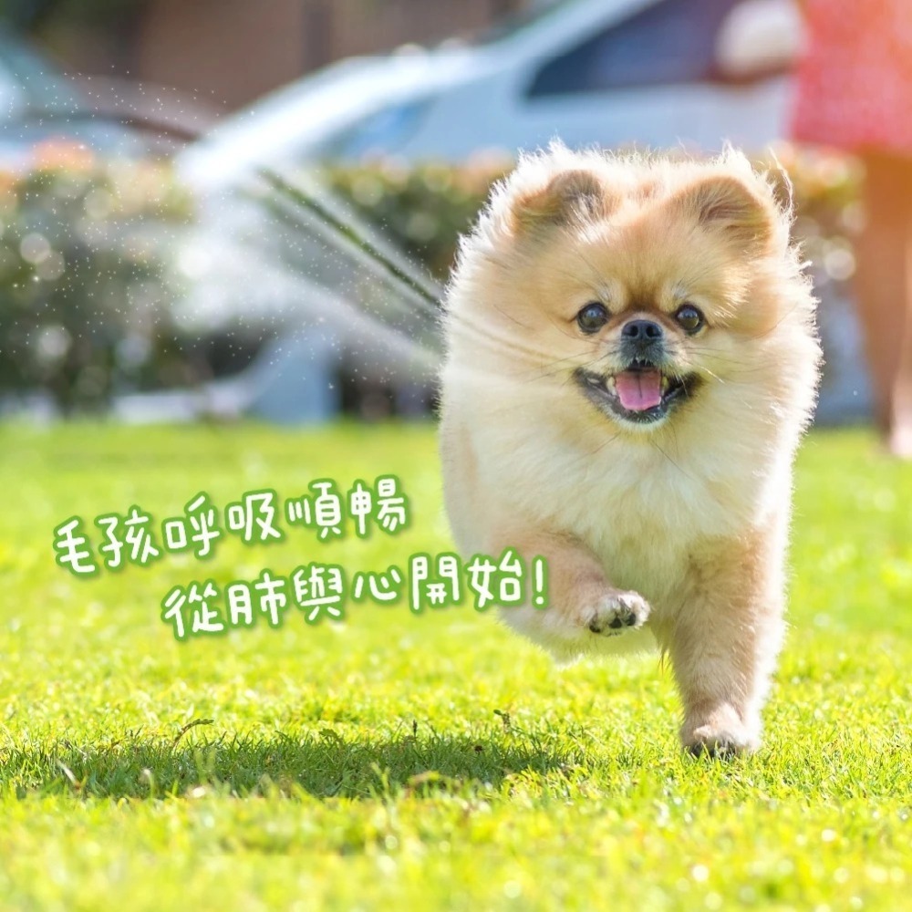 汪喵星球 呼吸道保健 盒裝30包 2G/包 貓狗 保健品-細節圖9