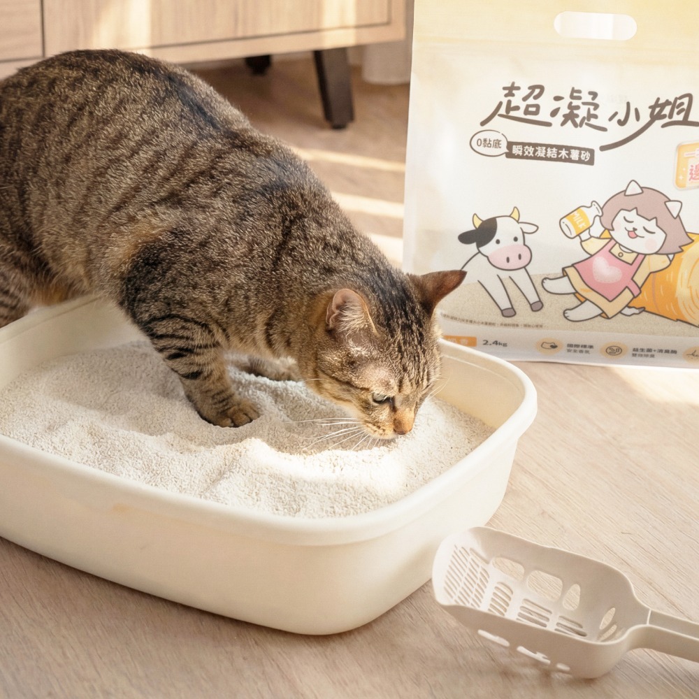 超凝小姐 0黏底瞬效凝結木薯砂【淡雅奶香】 2.4kg-細節圖4