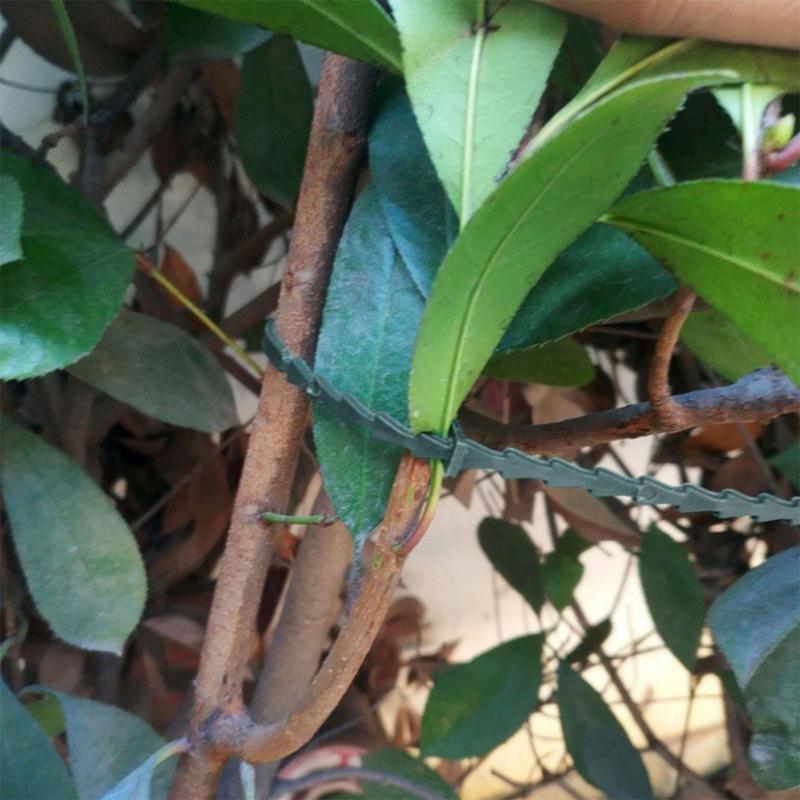 🇹🇼拉拉Lala＇s 50根 多用途綠色園林綁紮帶 植物紮帶 園藝魚骨紮線-細節圖2