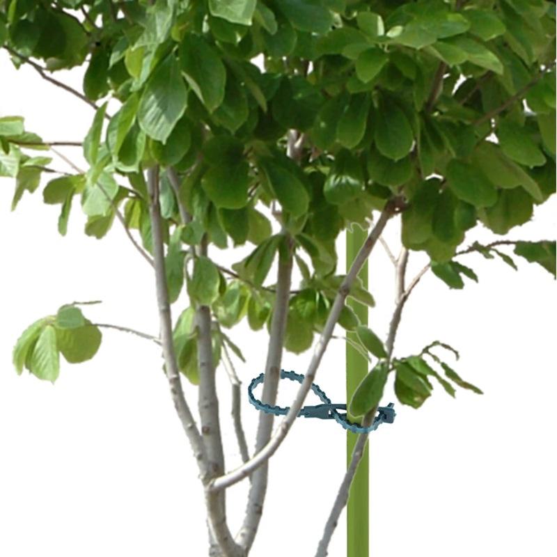 🇹🇼拉拉Lala＇s 50根 多用途綠色園林綁紮帶 植物紮帶 園藝魚骨紮線-細節圖4