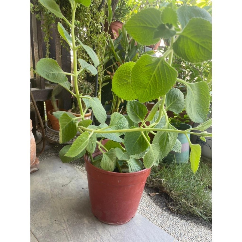🇹🇼拉拉Lala＇s 左手香 到手香 香草植物 驅蚊|5.5吋盆-細節圖2