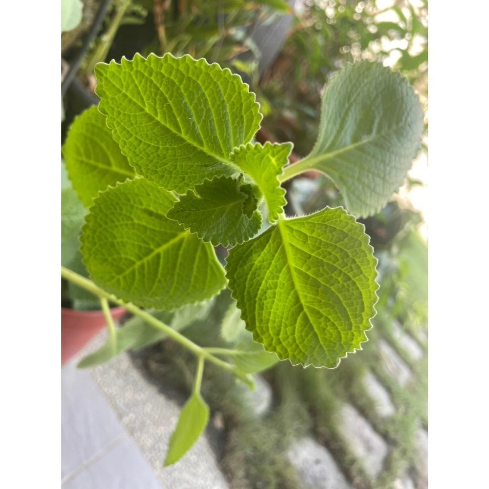 🇹🇼拉拉Lala＇s 左手香 到手香 香草植物 驅蚊|5.5吋盆-細節圖3