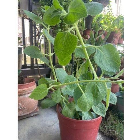 🇹🇼拉拉Lala＇s 左手香 到手香 香草植物 驅蚊|5.5吋盆-規格圖5