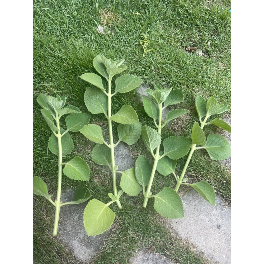 🇹🇼拉拉Lala＇s 左手香 到手香 香草植物 驅蚊|5.5吋盆-規格圖5