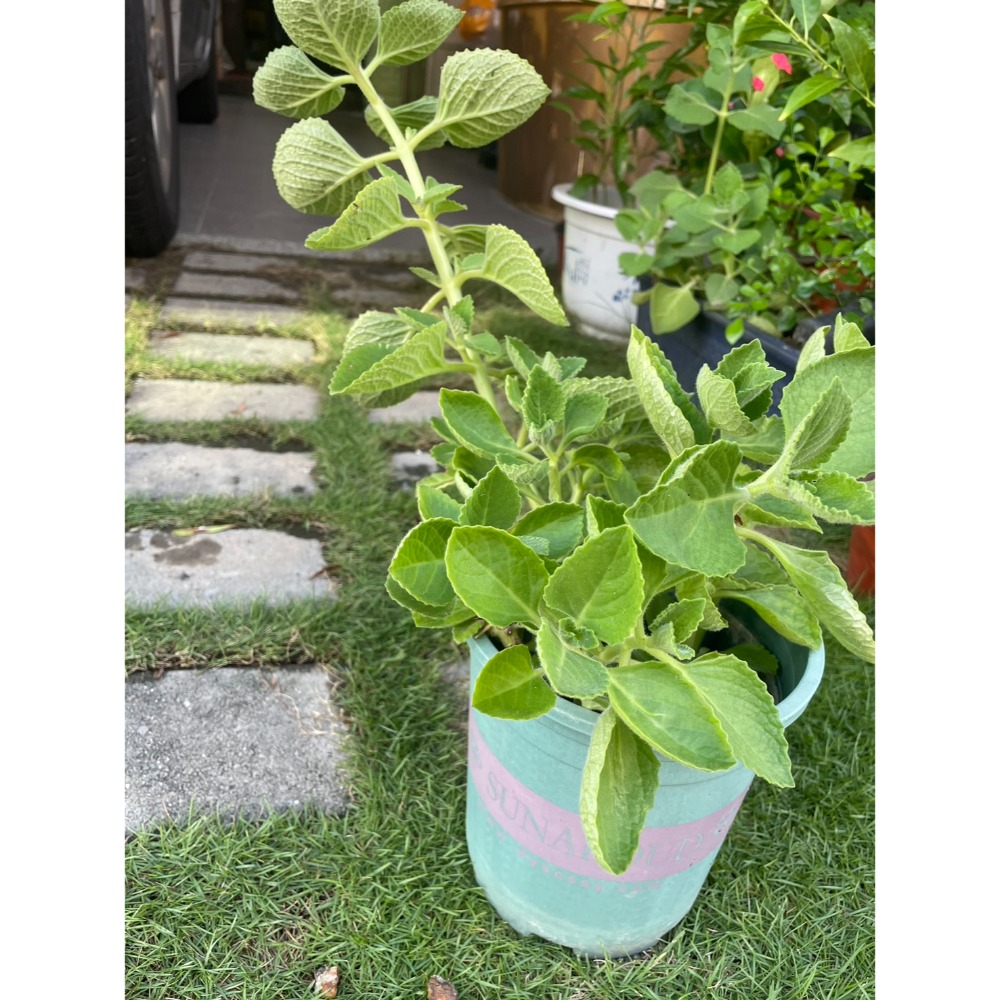🇹🇼拉拉Lala＇s 左手香 到手香 香草植物 驅蚊|5.5吋盆-規格圖5