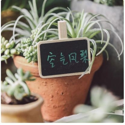 🇹🇼拉拉Lala＇s 小黑板木夾子/多功能標記夾留言夾 韓國創意便簽原木照片夾-細節圖3