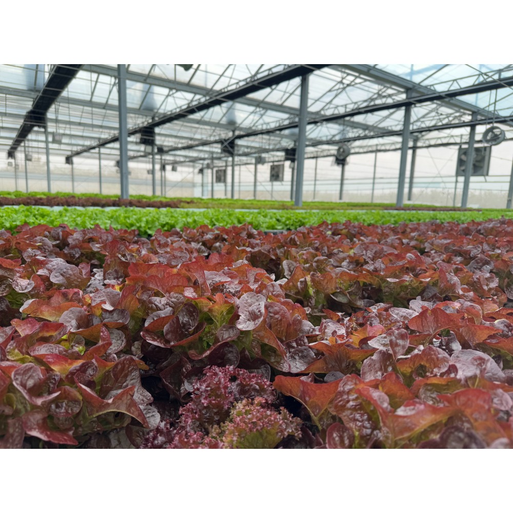 水耕蔬菜-細節圖2