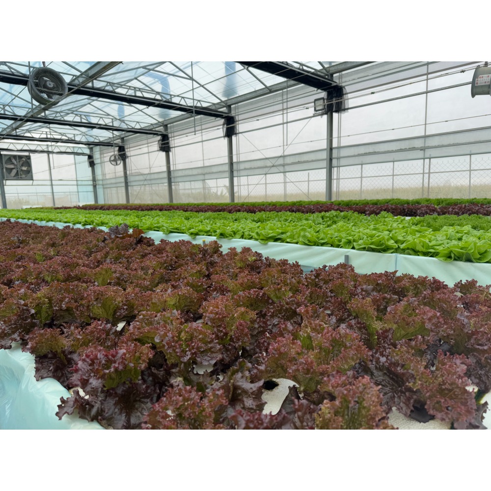 水耕蔬菜-細節圖4