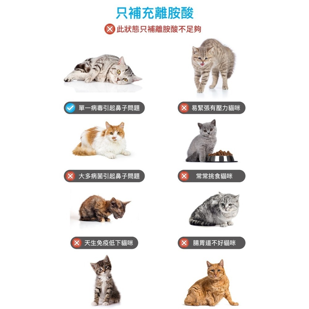 【10月活動 買大送小】MORESON 木入森 護疫升 60粒/盒（貓寶專用保健食品）(綜合營養保健)-細節圖3