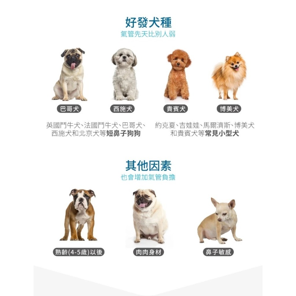 【10月活動 買大送小】木入森 犬寶氣力升 60顆/盒 狗狗氣管/支氣管/養肺補氣/咳嗽/氣喘/犬寶必備品-細節圖3