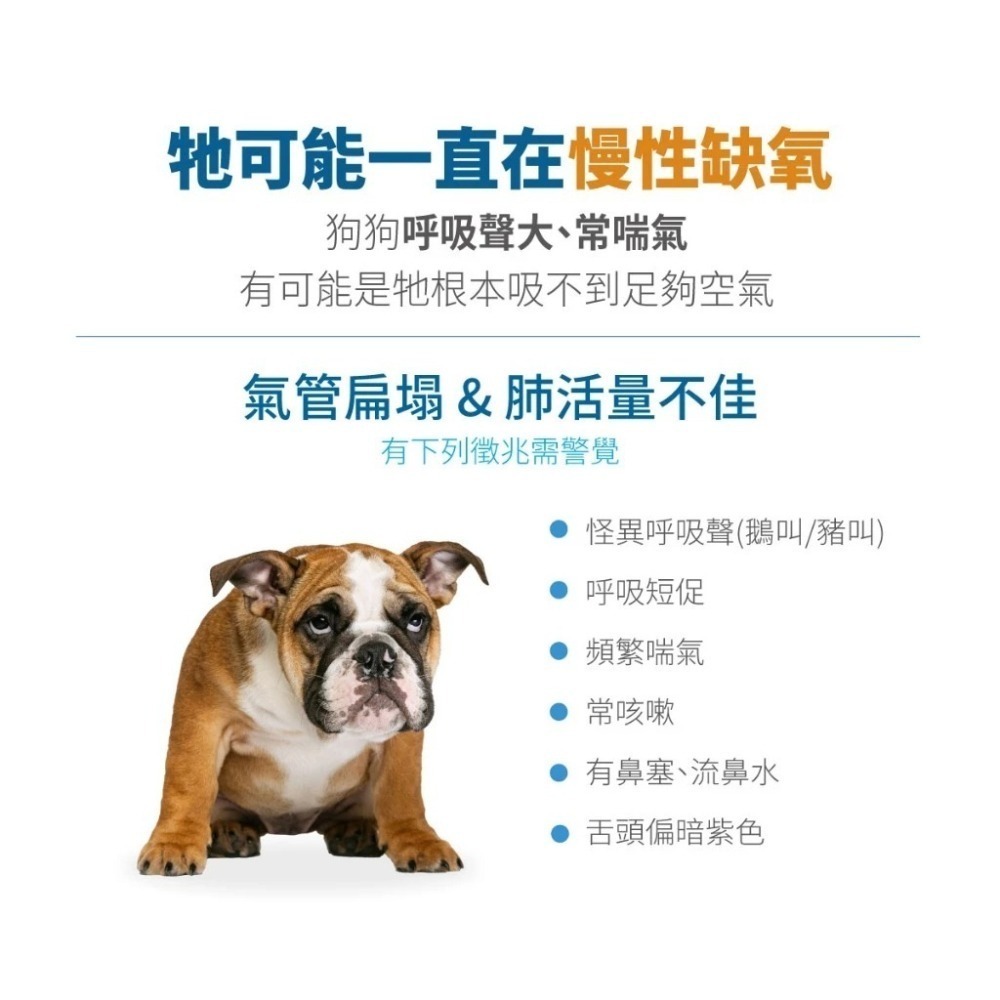 木入森 犬寶氣力升 60顆/盒 狗狗氣管/支氣管/養肺補氣/咳嗽/氣喘/犬寶必備品-細節圖2