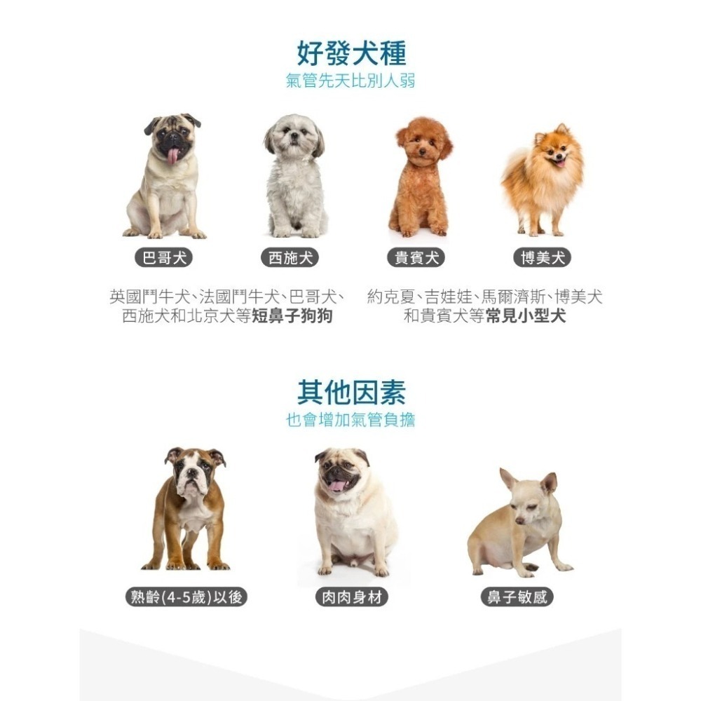 木入森 犬寶氣力升 60顆/盒 狗狗氣管/支氣管/養肺補氣/咳嗽/氣喘/犬寶必備品-細節圖3