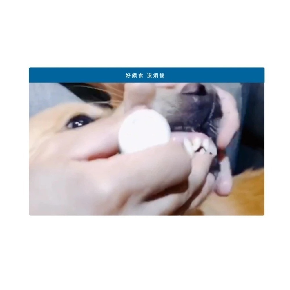 木入森 犬寶氣力升 60顆/盒 狗狗氣管/支氣管/養肺補氣/咳嗽/氣喘/犬寶必備品-細節圖5