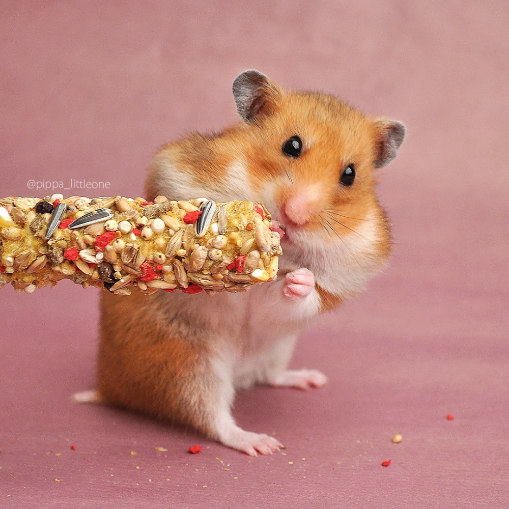 Little One 小動物點心草草棒 蔬菜棒 堅果點心棒 漿果點心棒 水果棒 花草棒 鼠 兔 龍貓-細節圖3