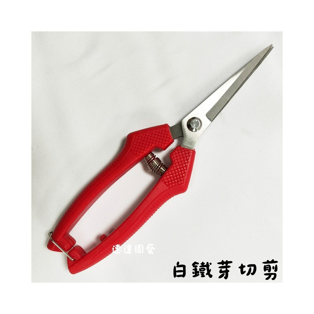 速達園藝 299全館免運 花剪 芽切剪 移植 換盆 修剪 枝條 花園 菜園 家庭 園藝 工具 萬用剪 剪刀-規格圖4