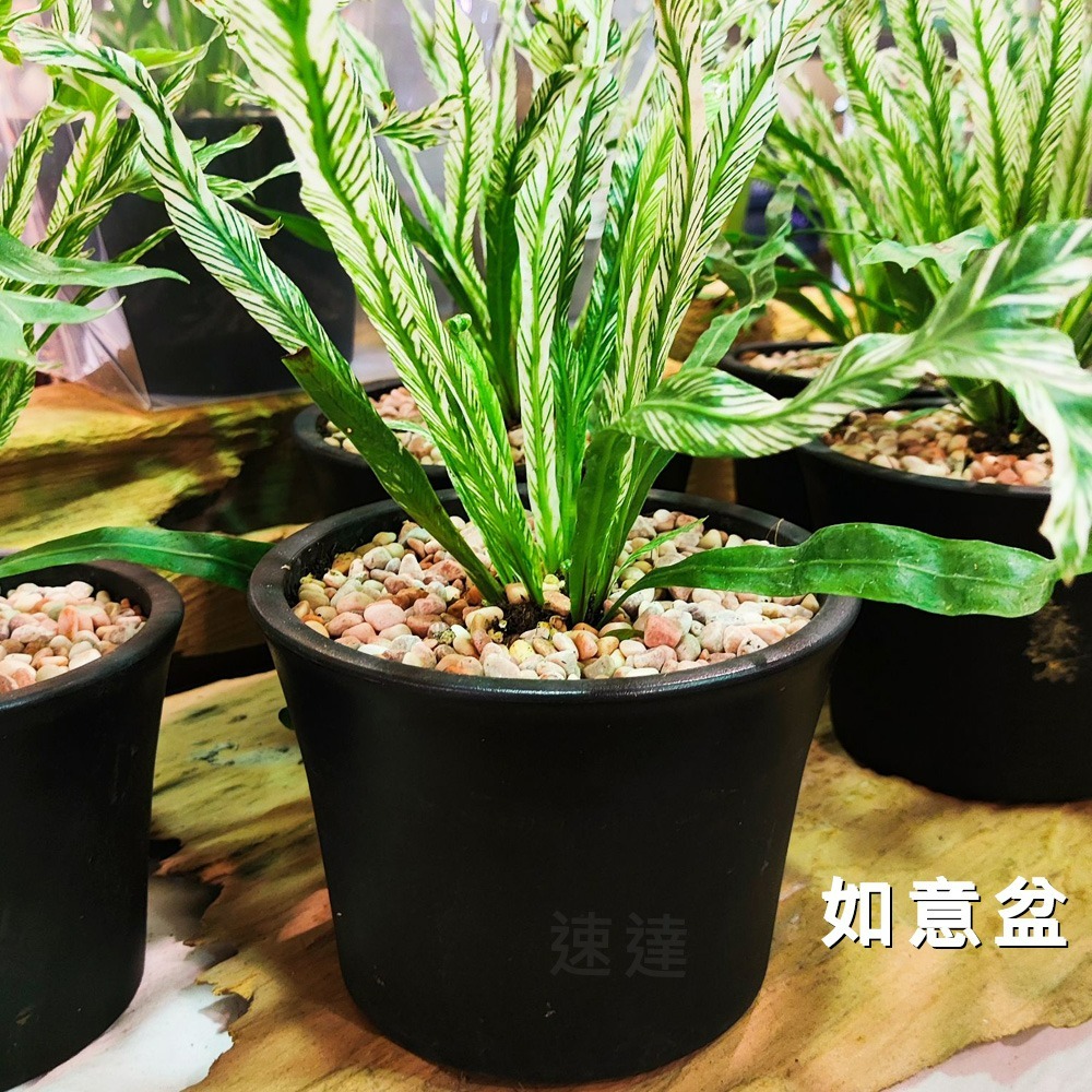 速達園藝 299全館免運 翠筠 如意盆 家庭 蔬菜 水果 花卉 香草 蘭花 多肉 植物 移植 換盆 花器 花盆-細節圖3