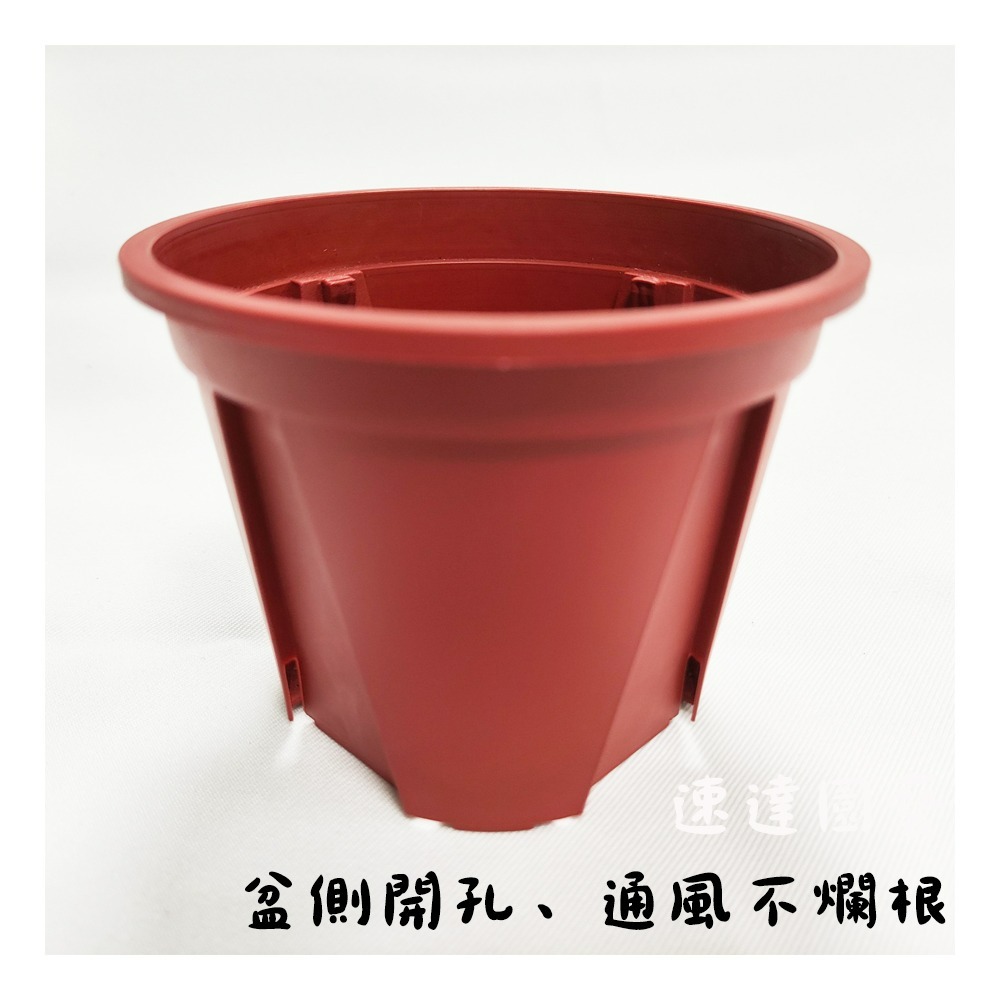 速達園藝 299全館免運 斷根盆 控根盆 青山盆 荷蘭盆 紅盆 台灣製 MIT 3 5 6 吋 花盆-規格圖3