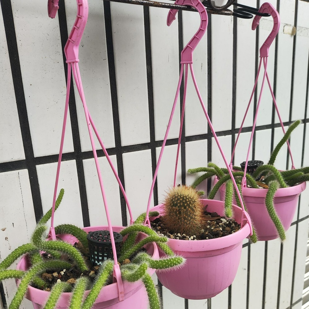 速達園藝 299全館免運 馬卡龍 吊盆 壁掛 種植 垂藤 多肉 觀葉 開花 植物 花盆-細節圖2