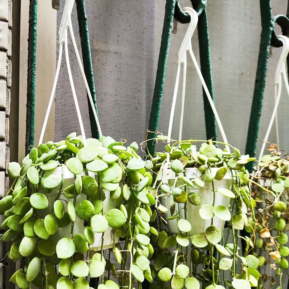 速達園藝 299全館免運 馬卡龍 吊盆 壁掛 種植 垂藤 多肉 觀葉 開花 植物 花盆-細節圖3