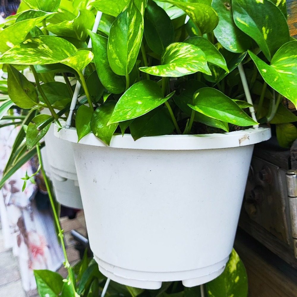 速達園藝 299全館免運 馬卡龍 吊盆 壁掛 種植 垂藤 多肉 觀葉 開花 植物 花盆-細節圖4