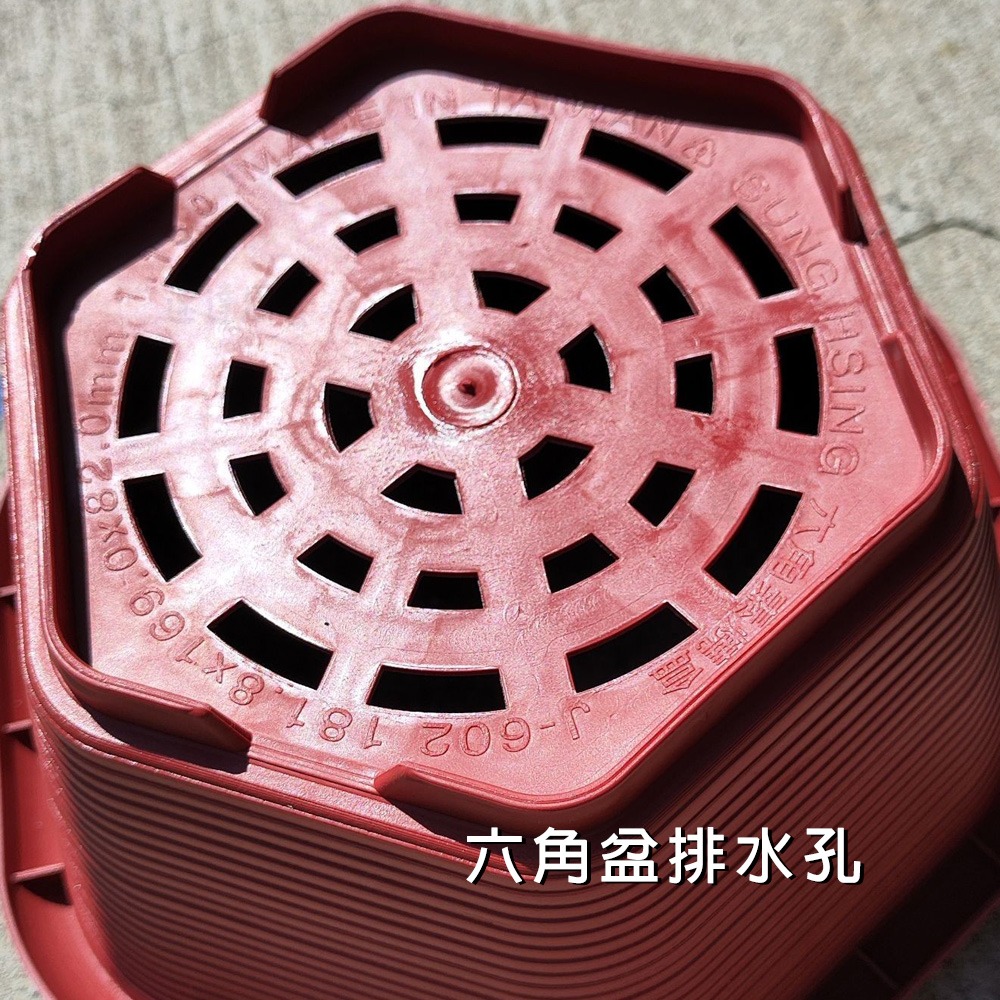 速達園藝 299全館免運 六角盆 米 黑 紅 多肉 草花 仙人掌 小品 盆栽 組盆 花盆 塑膠花盆-細節圖2