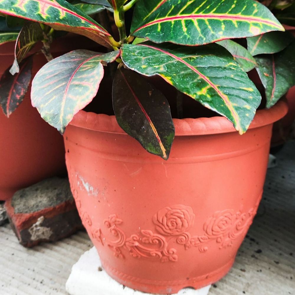 速達園藝 299全館免運 浮雕 歐洲盆 MIT 家庭 蔬菜 水果 花卉 香草 蘭花 多肉 木本 移植 換盆 花盆-細節圖2