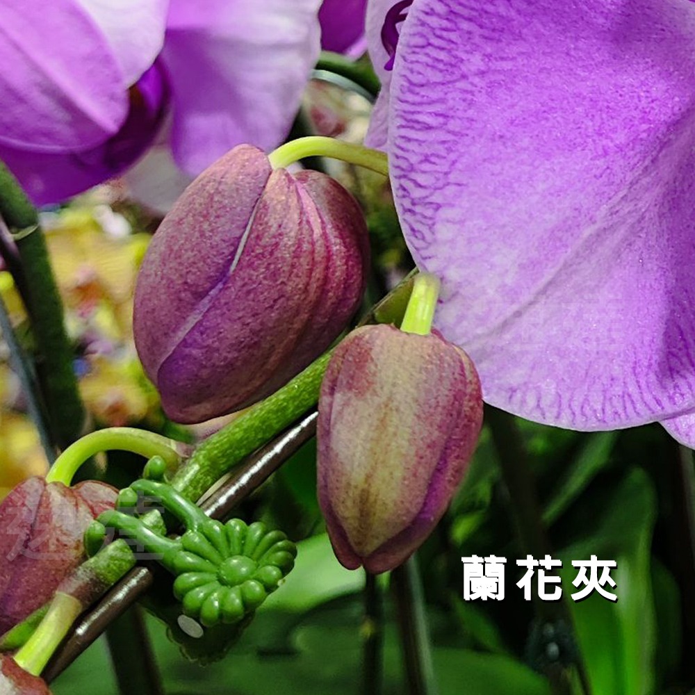 速達園藝 299全館免運 蘭花夾  嫁接夾 固定夾 塑膠夾 水果夾 果硬夾 螃蟹夾 苦瓜夾 瓜藤夾子-細節圖3