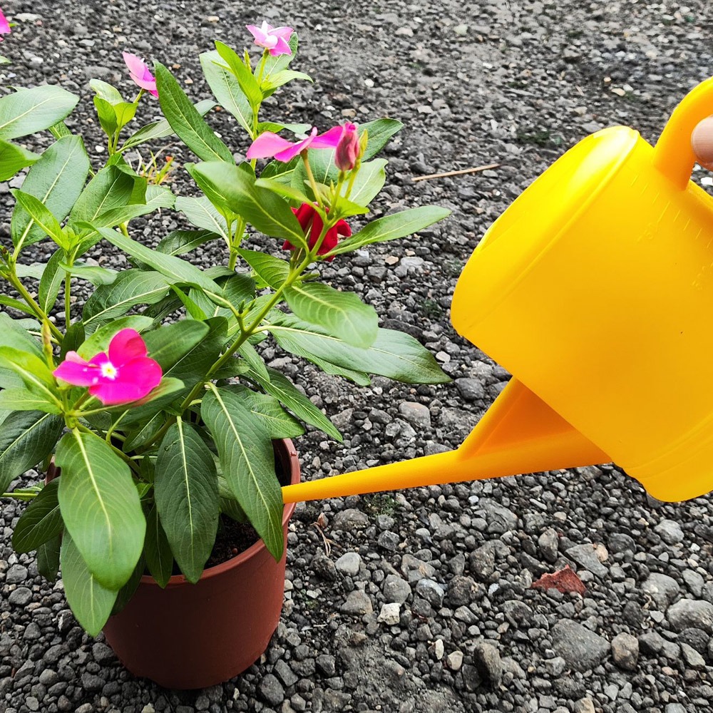 速達園藝 299全館免運 尖嘴壺 長管壺 1公升 澆花 灌溉 打掃 清潔 洗車 工具 花灑 澆花 顏色隨機出貨-細節圖2