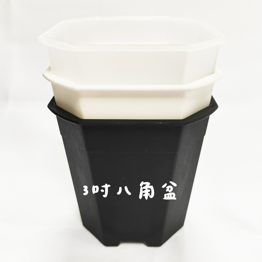 速達園藝 299全館免運 多肉八角盆 3吋 黑 白 透 MIT 家庭 蔬菜 水果 花卉 香草 蘭花 多肉 木本-細節圖2
