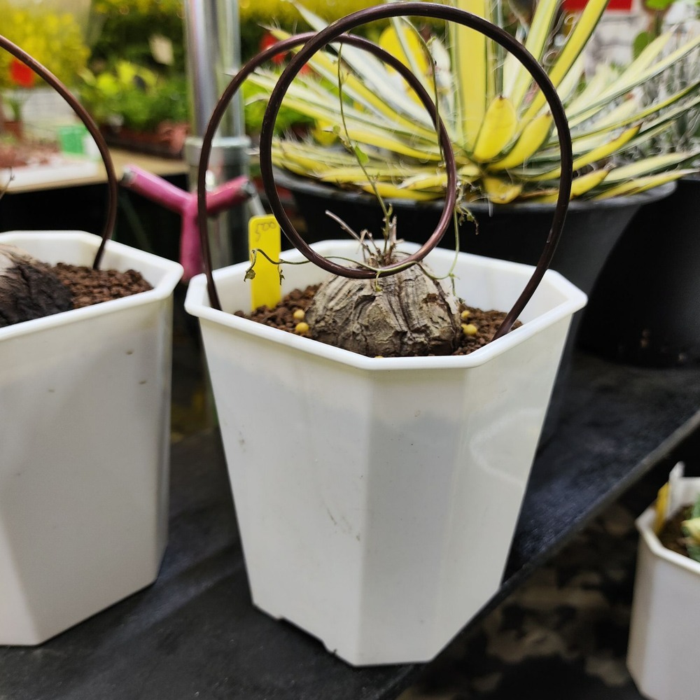 速達園藝 299全館免運 多肉八角盆 3吋 黑 白 透 MIT 家庭 蔬菜 水果 花卉 香草 蘭花 多肉 木本-細節圖3