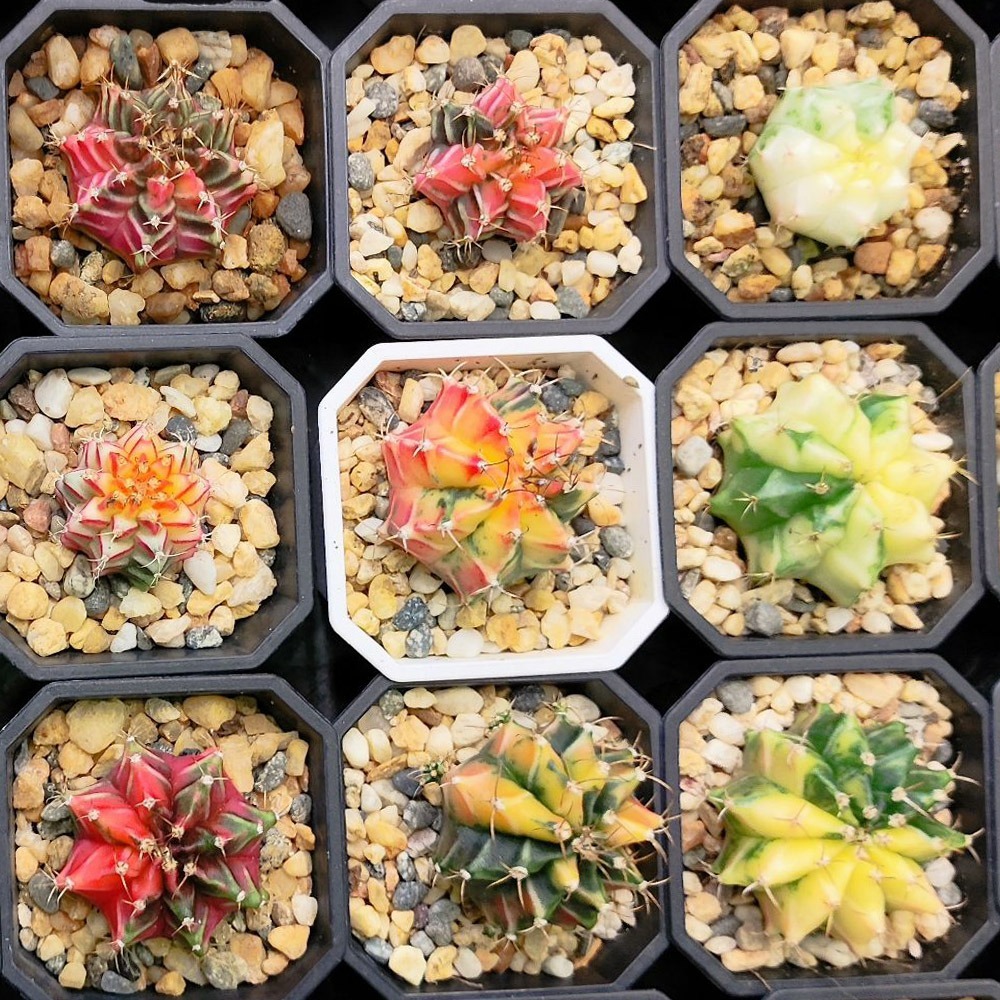 速達園藝 299全館免運 多肉八角盆 3吋 黑 白 透 MIT 家庭 蔬菜 水果 花卉 香草 蘭花 多肉 木本-細節圖4