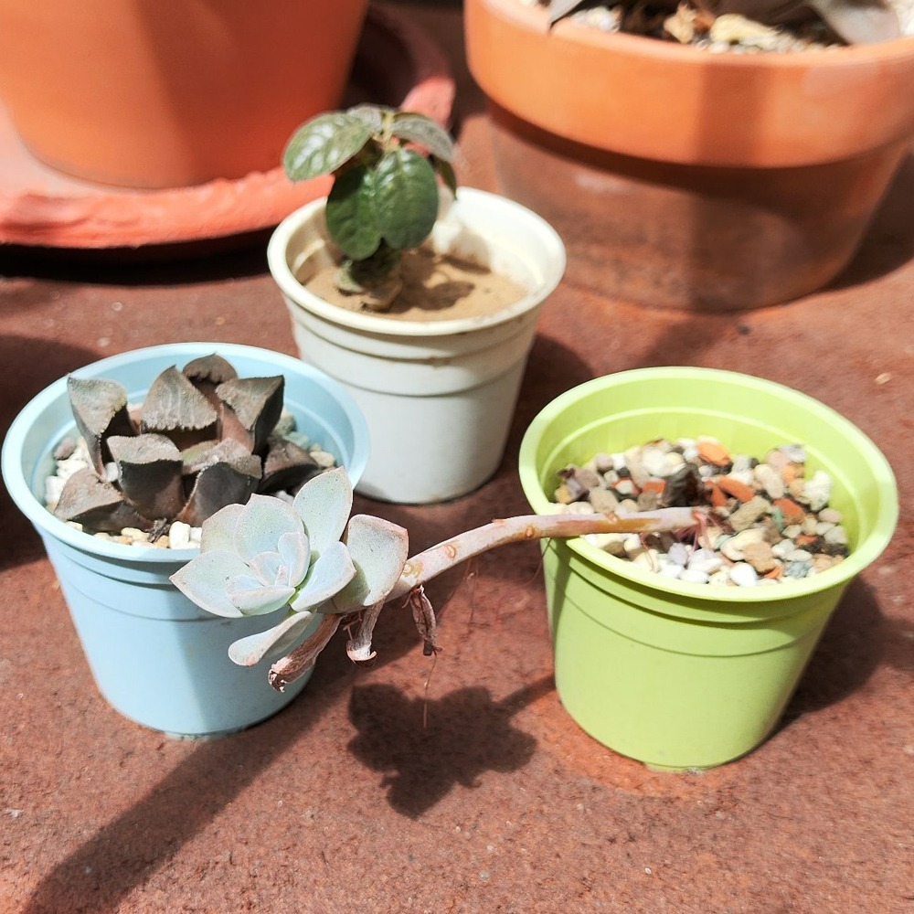 速達園藝 299全館免運 馬卡龍 2吋盆 紫 藍 綠 粉 黃  家庭 蔬菜 水果 花卉 香草 蘭花 多肉 木本-細節圖3