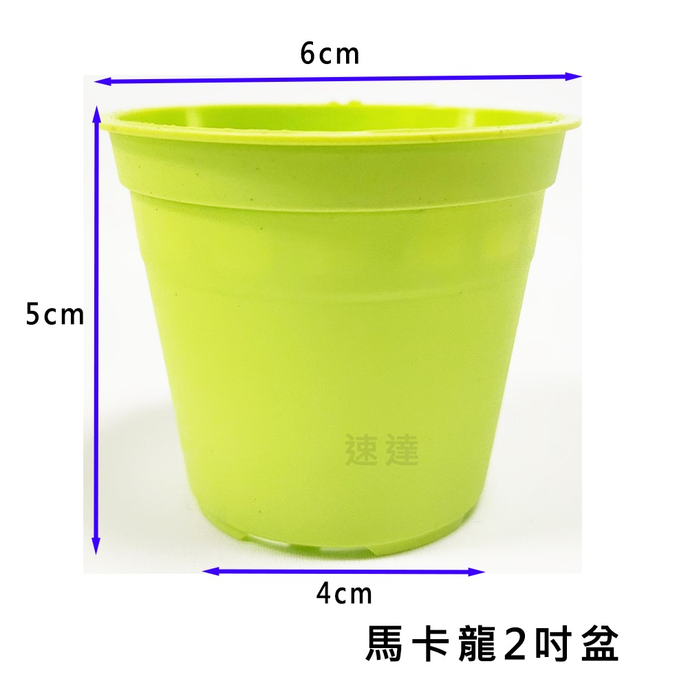 速達園藝 299全館免運 馬卡龍 2吋盆 紫 藍 綠 粉 黃  家庭 蔬菜 水果 花卉 香草 蘭花 多肉 木本-細節圖4