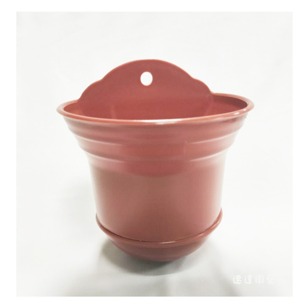 速達園藝 299全館免運 壁盆 紅 黑 白 壁掛 植栽  垂藤 多肉植物 觀葉盆 開花植物-規格圖1