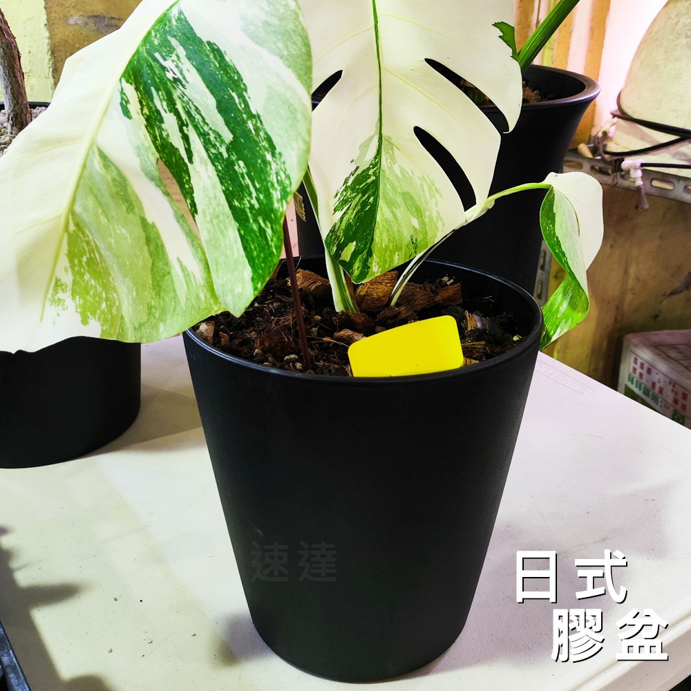 速達園藝 299全館免運 日式花盆 黑膠盆 黑 白 極簡風 低調 奢華 高質感 盆器  草花 多肉 花盆 花器-細節圖3