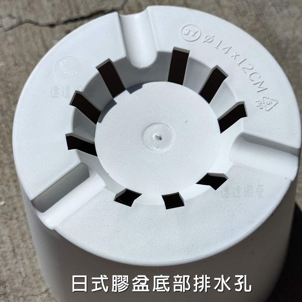 速達園藝 299全館免運 日式花盆 黑膠盆 黑 白 極簡風 低調 奢華 高質感 盆器  草花 多肉 花盆 花器-細節圖4