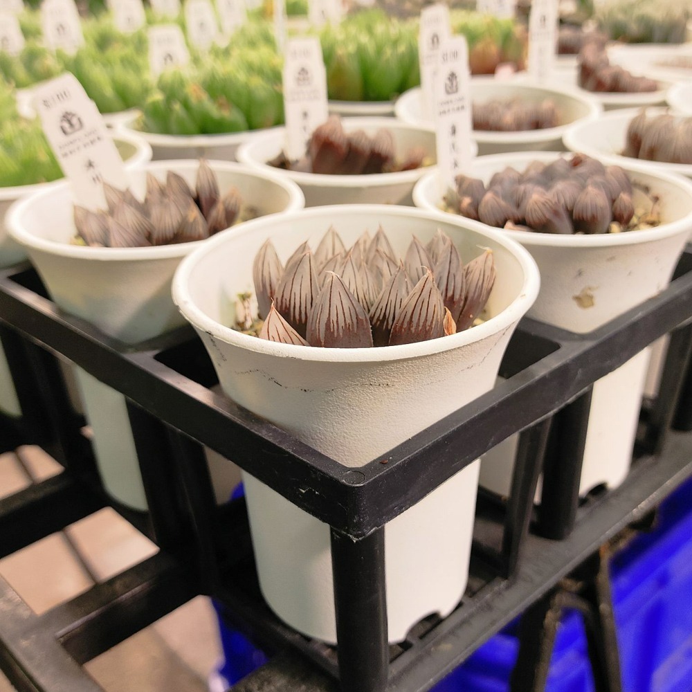 速達園藝 299全館免運 日式丸盆 2吋 3吋 4吋 6吋 龍舌蘭 塊根 觀葉 蘭花 多肉植物 花盆-細節圖2