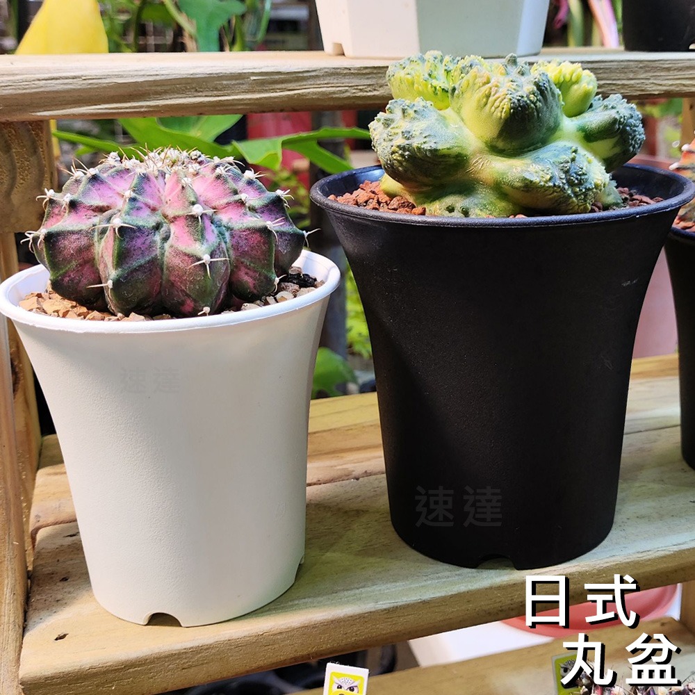 速達園藝 299全館免運 日式丸盆 2吋 3吋 4吋 6吋 龍舌蘭 塊根 觀葉 蘭花 多肉植物 花盆-細節圖3
