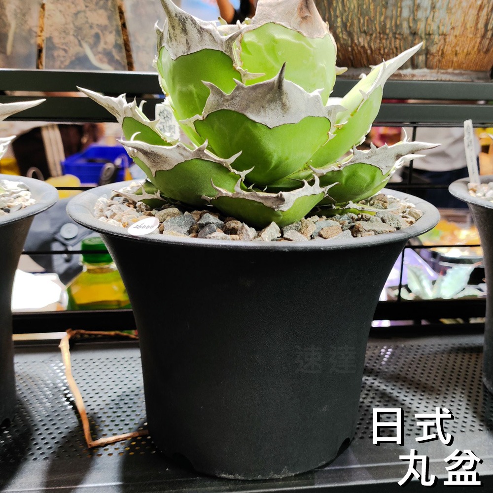 速達園藝 299全館免運 日式丸盆 2吋 3吋 4吋 6吋 龍舌蘭 塊根 觀葉 蘭花 多肉植物 花盆-細節圖4