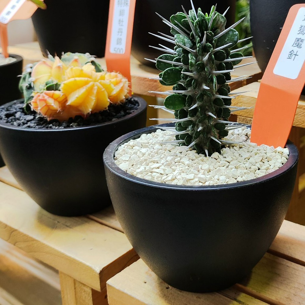 速達園藝 299全館免運 日式碗型 黑 白 龍舌蘭 塊根 觀葉 蘭花 多肉植物 花盆-細節圖2