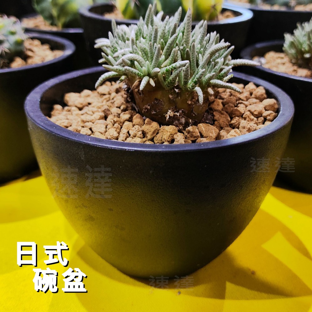 速達園藝 299全館免運 日式碗型 黑 白 龍舌蘭 塊根 觀葉 蘭花 多肉植物 花盆-細節圖3