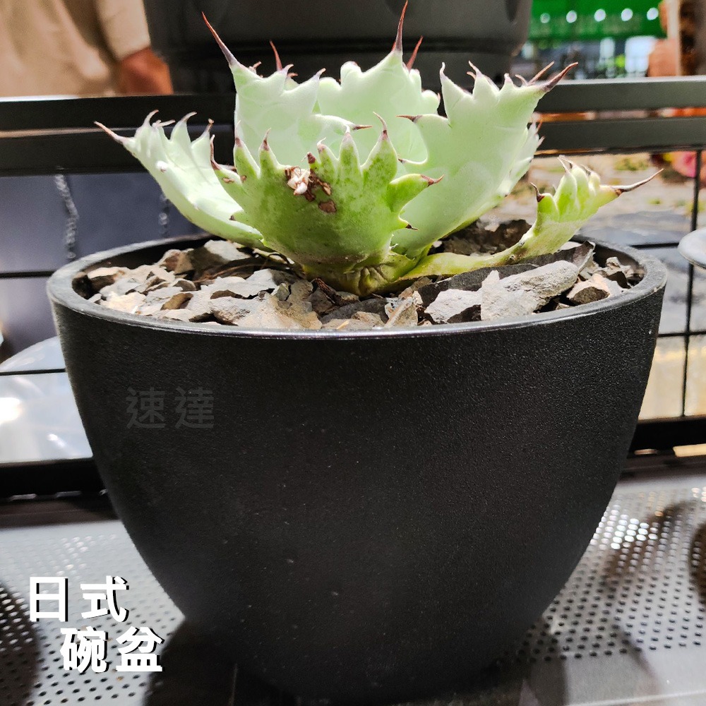 速達園藝 299全館免運 日式碗型 黑 白 龍舌蘭 塊根 觀葉 蘭花 多肉植物 花盆-細節圖4