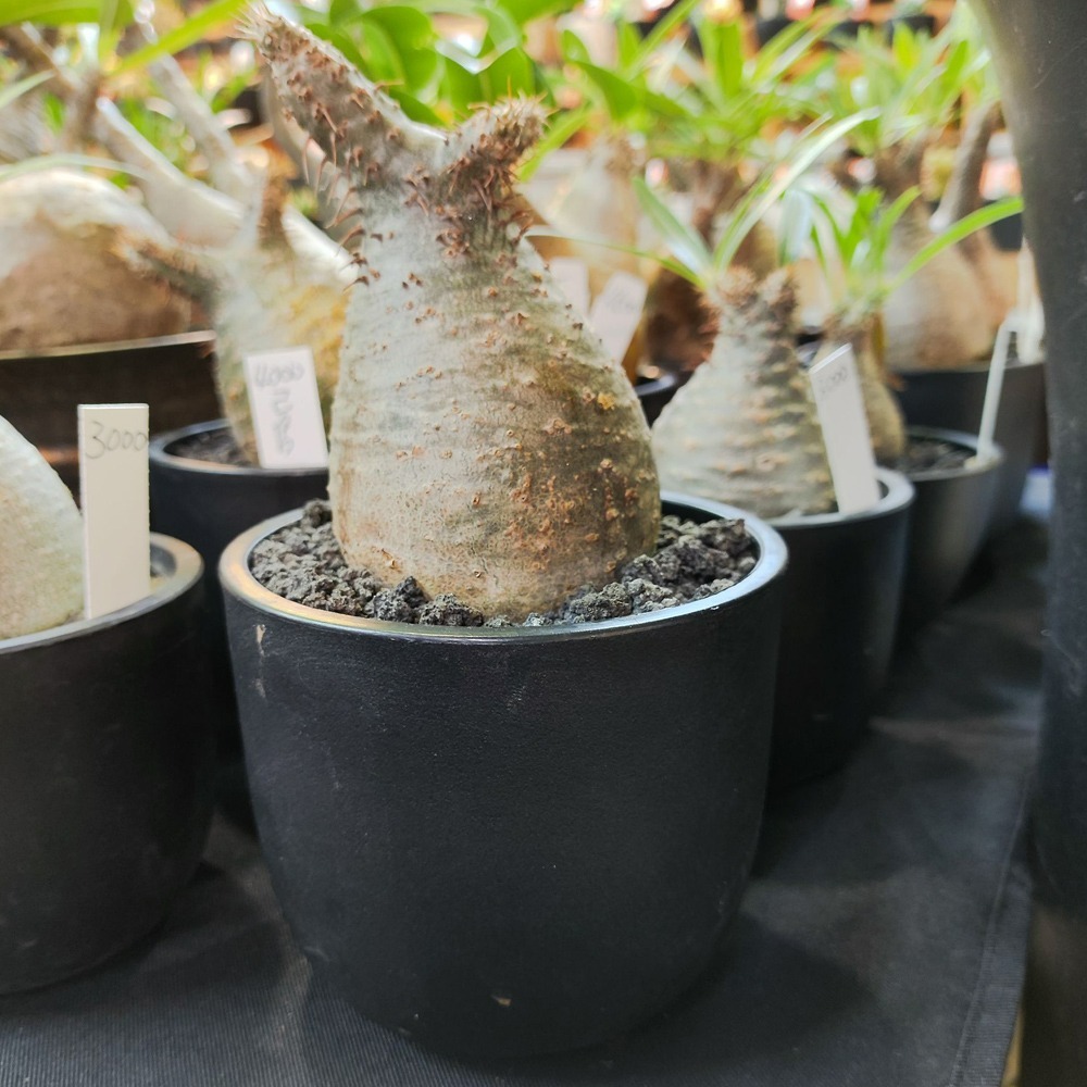 速達園藝 299全館免運 日式缽盆 黑 白 龍舌蘭 塊根 觀葉 蘭花 多肉植物 花盆-細節圖2