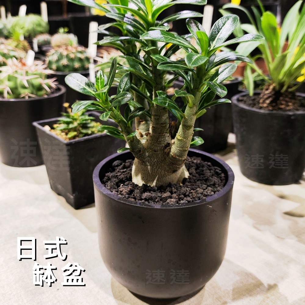 速達園藝 299全館免運 日式缽盆 黑 白 龍舌蘭 塊根 觀葉 蘭花 多肉植物 花盆-細節圖3