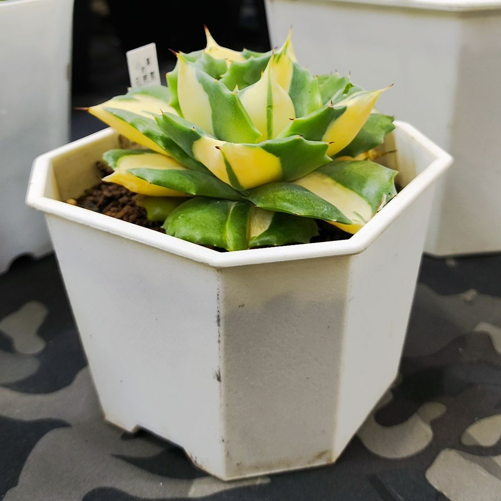 速達園藝 299全館免運 淺八角盆 龍舌蘭 塊根 觀葉 蘭花 多肉植物 花盆-細節圖3