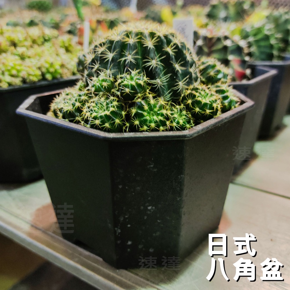 速達園藝 299全館免運 淺八角盆 龍舌蘭 塊根 觀葉 蘭花 多肉植物 花盆-細節圖4