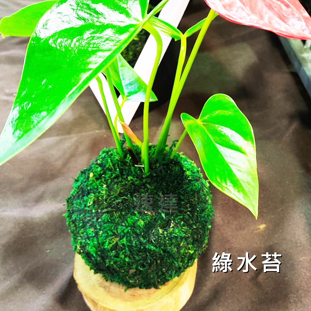 速達園藝 299全館免運 綠色 水草 水苔 蘭花 氣根 介質 水耕 煉石 栽培 園藝 小品 盆栽 植栽 國蘭-細節圖2