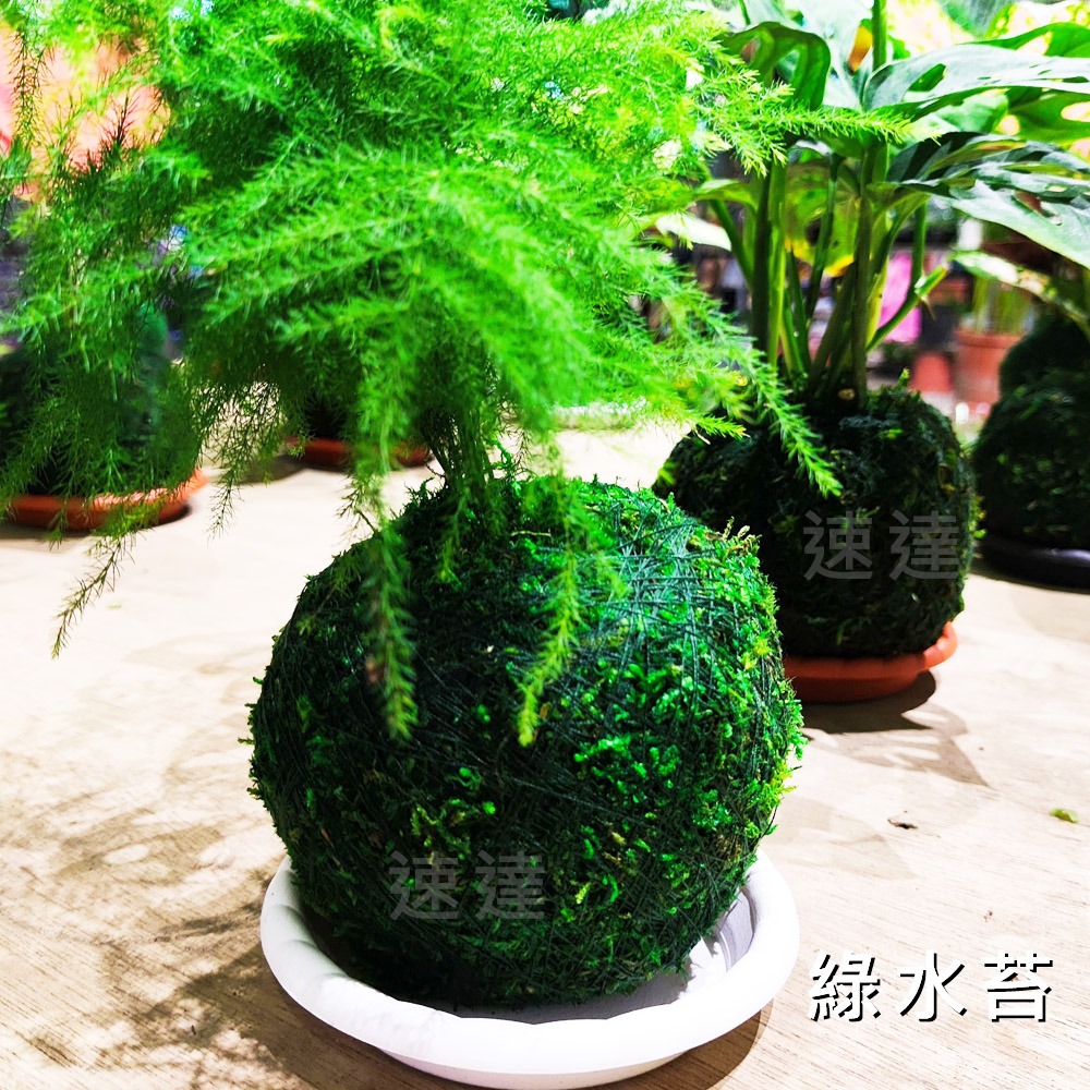 速達園藝 299全館免運 綠色 水草 水苔 蘭花 氣根 介質 水耕 煉石 栽培 園藝 小品 盆栽 植栽 國蘭-細節圖3